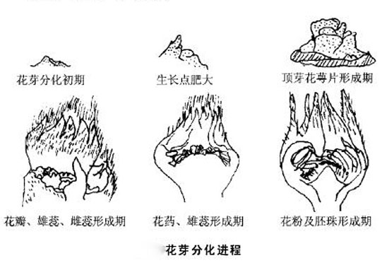 花芽分化是个啥有什么规律要怎么调控果农要做到心中有数