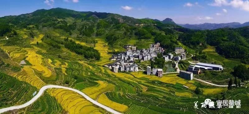 锥栗已成为作为燕窠村乃至平溪镇的主要种植产业.