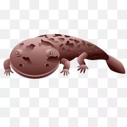 你知道吗隆昌也有娃娃鱼3公斤