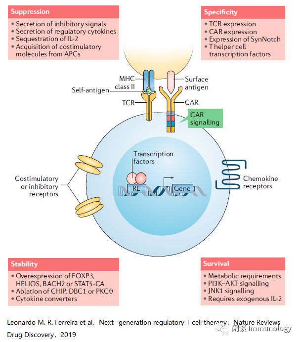 调节性t细胞临床研究现状和工程化策略