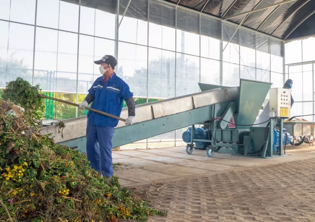 优秀张江镇用这招处理蔬菜废弃物可以说是很赞了