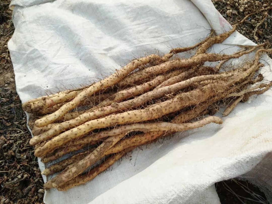 又是一年山药时,一口粉糯,秒杀市面99%的菜山药!_铁棍