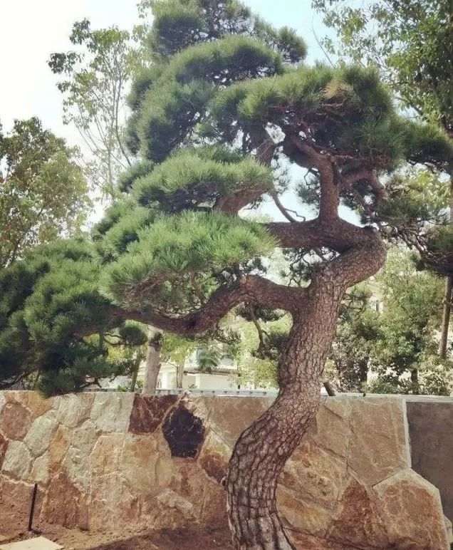 土豪们最爱的庭院树简直太美了