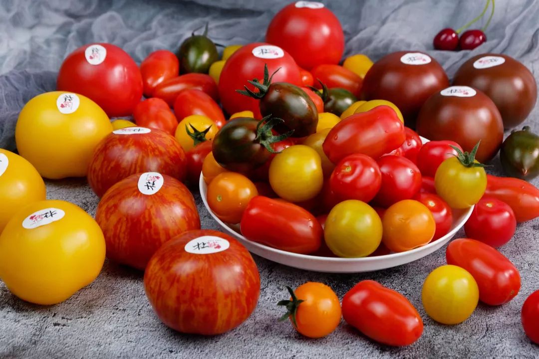 以此为起点,杜氏番茄将矢志不渝地打造"伟大的中国潮果"番茄品牌,同时