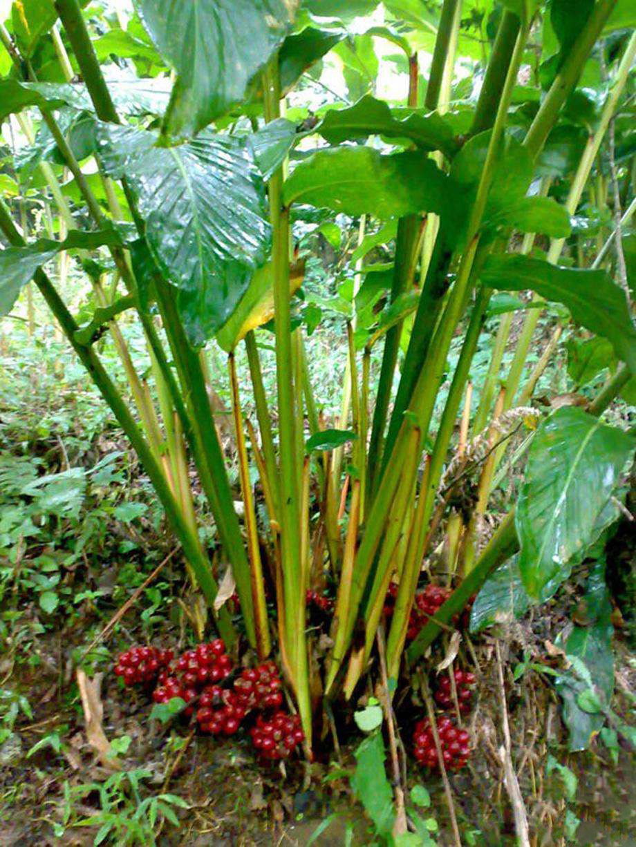 草果烘干机选型及烘干工艺详解