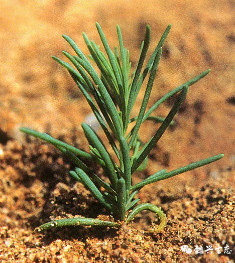 干货改善盐碱地懿兴有10种特耐盐碱的水生植物