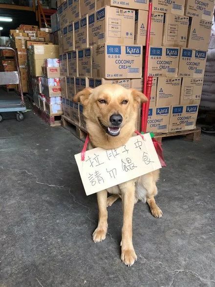 狗狗拉肚子，主人掛牌子禁止投食，路人的回應讓人笑噴 寵物 第1張