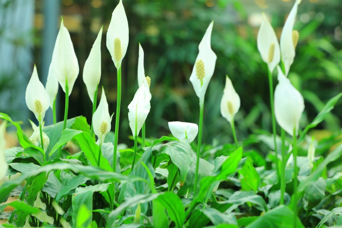 白掌红掌这样养即使在寒冬时节依然花开不断花儿朵朵艳