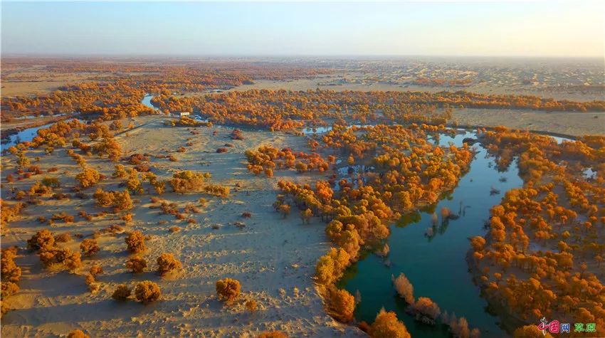 生态输水滋养新疆塔里木河 两岸大漠胡杨展现迷人景色