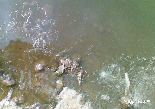 【对虾专题】南美白对虾白便症的认识及防控浅析