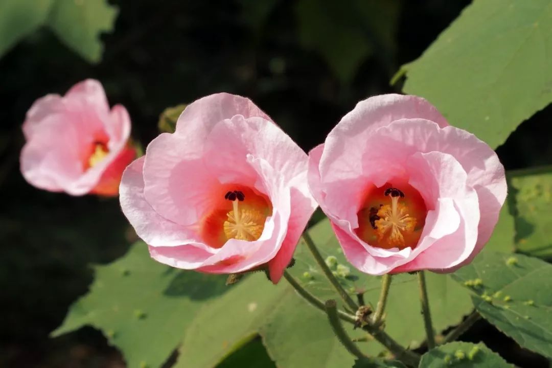 縣廣興鎮寶塔山櫻花公園的百日草,新津縣花舞人間景區的粉黛亂子草