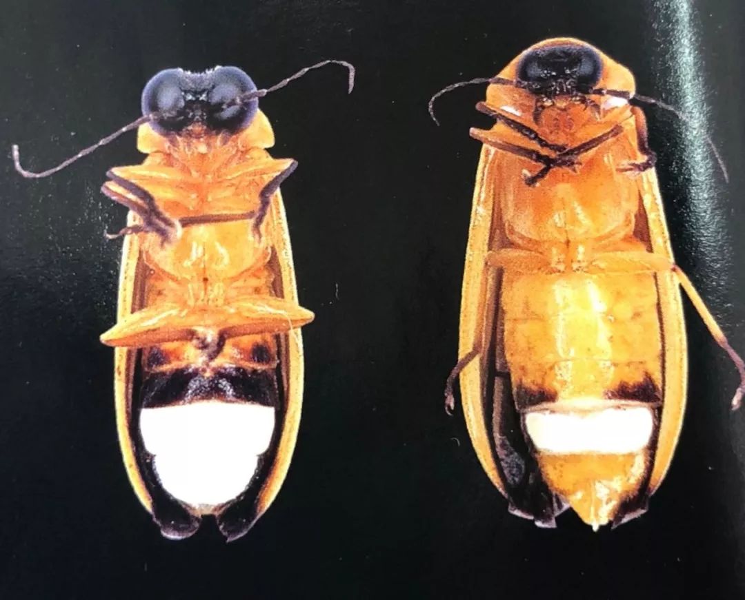 古人很早就认识了萤火虫了,他们把会发光的昆虫统称为萤