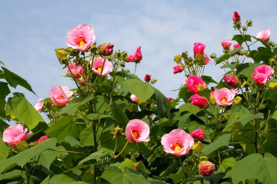 权威发布2019年四川省第三十七期花卉观赏指数