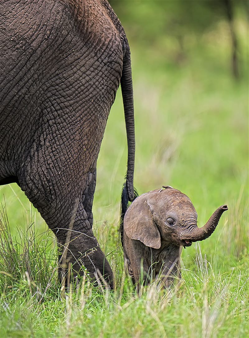 大象的尾巴像鞭子图片