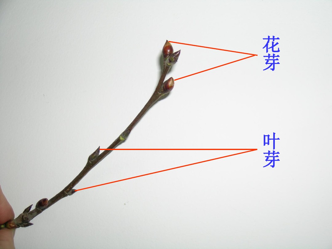 所谓花芽,就是指植物枝梗上发育成花和花序的幼嫩组织
