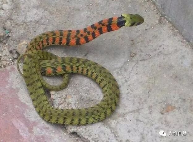 被广泛争议的一种蛇类野鸡脖子蛇是有毒蛇还是无毒蛇