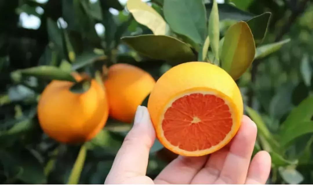 投资3亿仅农业产值就能翻9倍来向廉江红橙产业园取取经