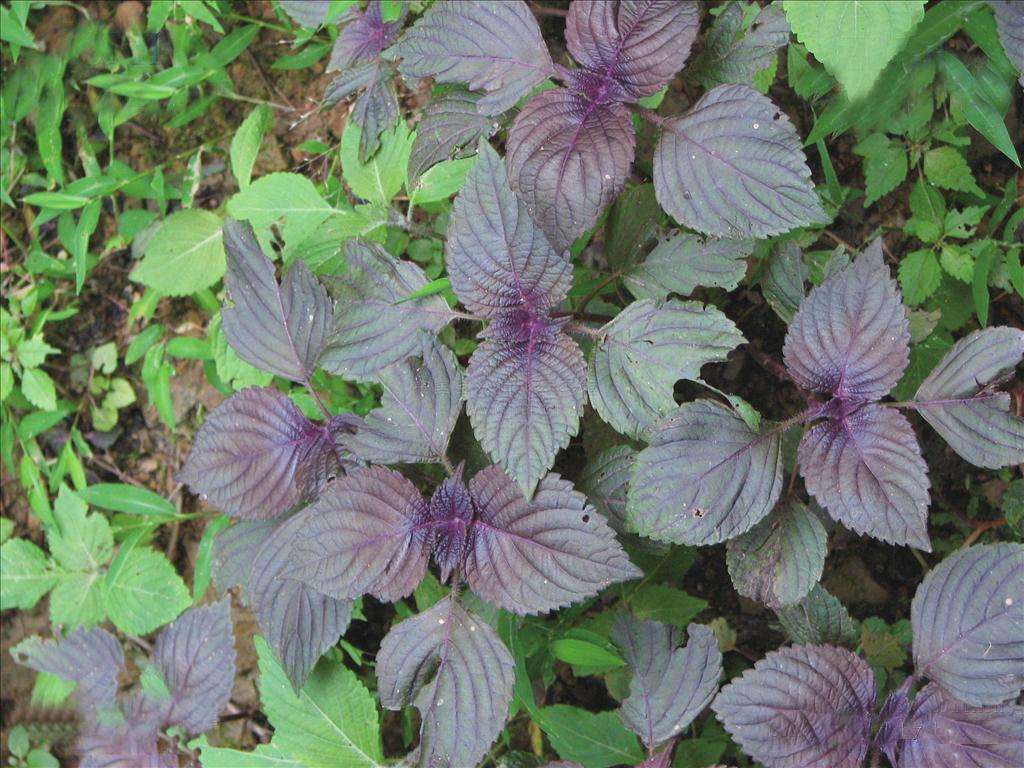 農村常見的紫蘇 渾身是寶 它的這些養生妙用你知道多少 健康呷1