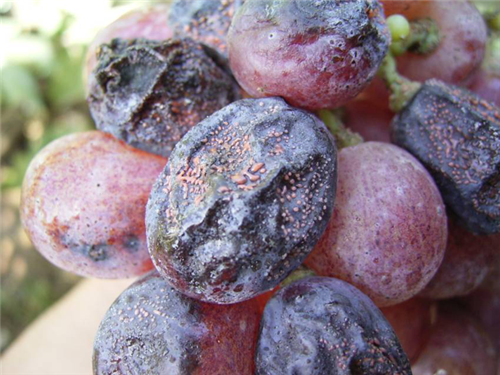 葡萄炭疽病的生长条件是什么?高效防治葡萄炭疽病的方法