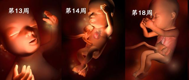 胚胎发育全过程图解图片