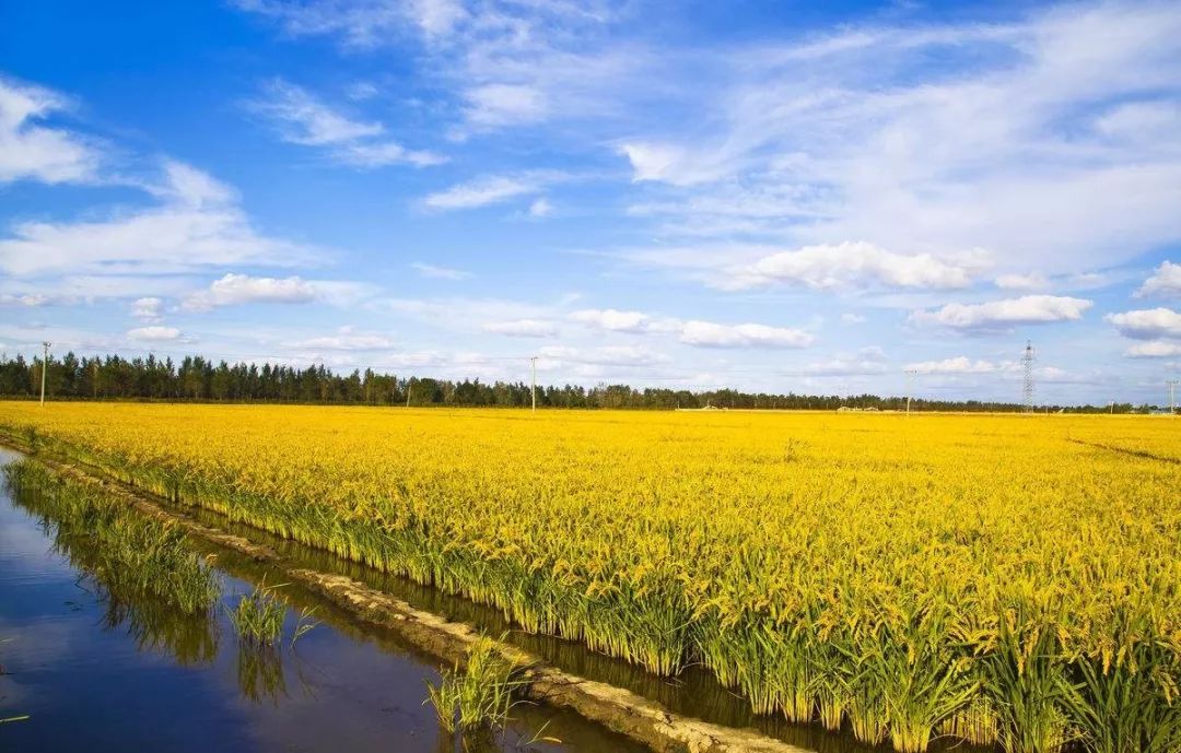 辽宁第二届东北大米节就等你来啦