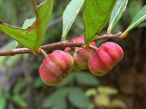 山间野果,形似南瓜却不能吃,却对治牙痛有特效_算盘子