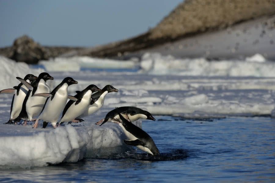南极真的太热了!bbc摄影师拍摄南极企鹅哭了,全球变暖问题引人深思