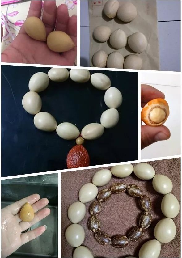 铁树开花种子还能盘呢真正的铁树籽长这样