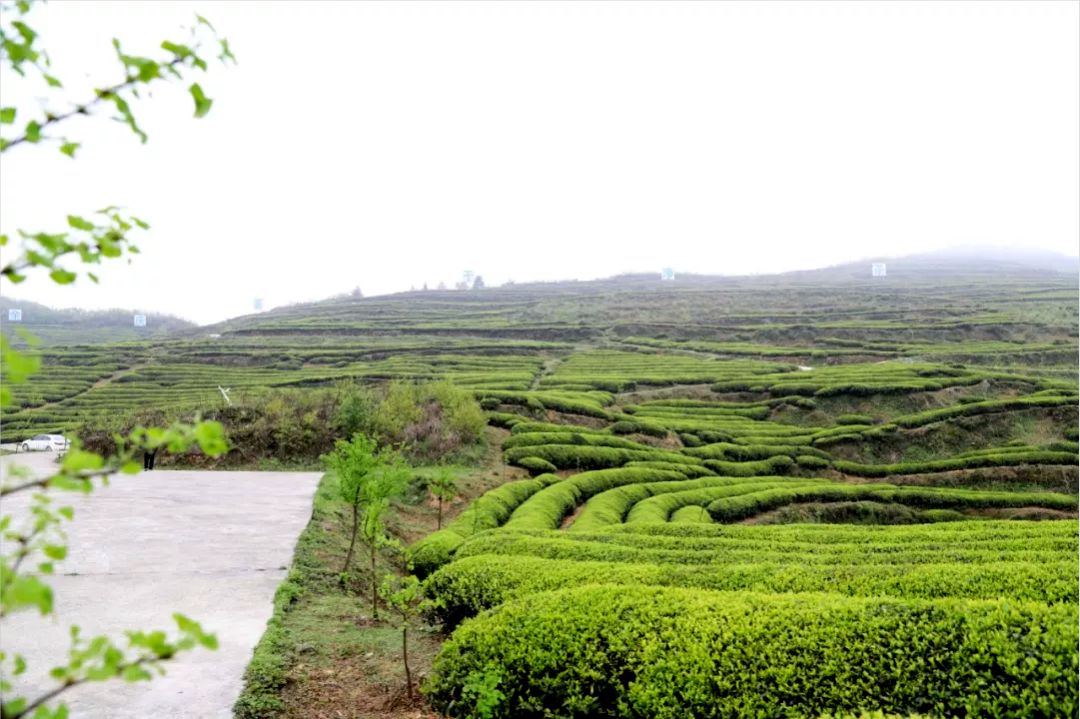 构皮滩镇党委书记白万勇立足资源禀赋推进产业革命新突破