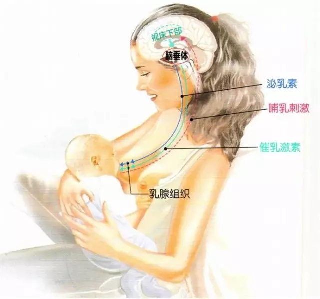 产妇正常乳头图片