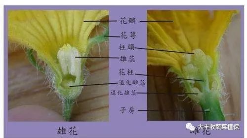 黄瓜结构图图片