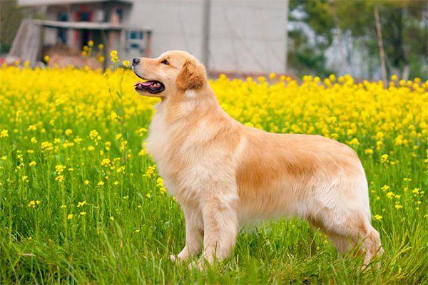 世界10大聰明犬種,都是智商特別高的狗狗,你養了哪一種?_訓練