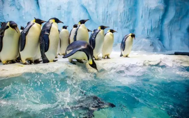 总投资30亿济宁人自己的海洋馆开建了