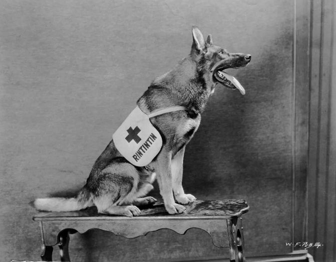 一只与奥斯卡金像奖擦身而过的德牧