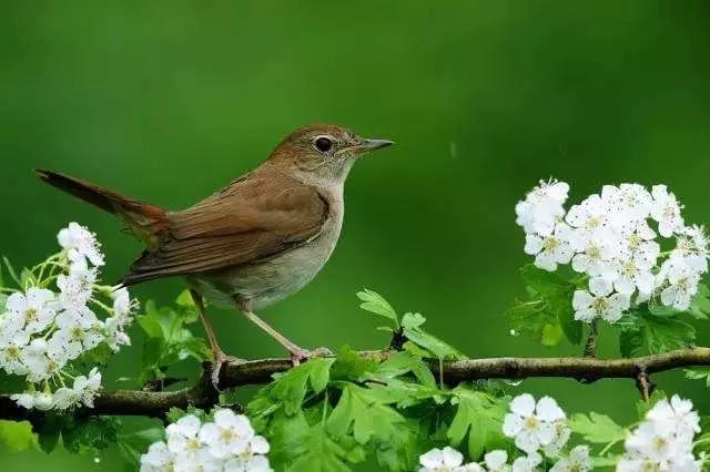 的爱情不会像一只夜莺,在黎明时醒来,在太阳照耀下的地上,曼妙地歌唱