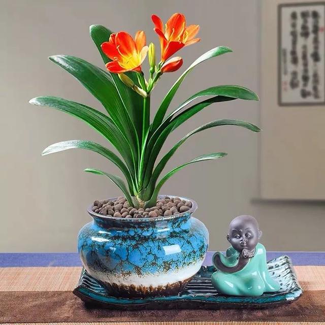 这五种"富贵花",招福招财好运来,家里至少要有一