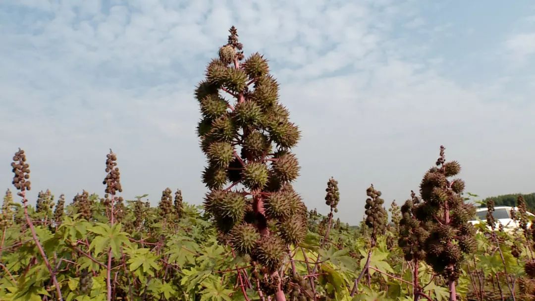 蓖麻成这个村的致富新法宝!