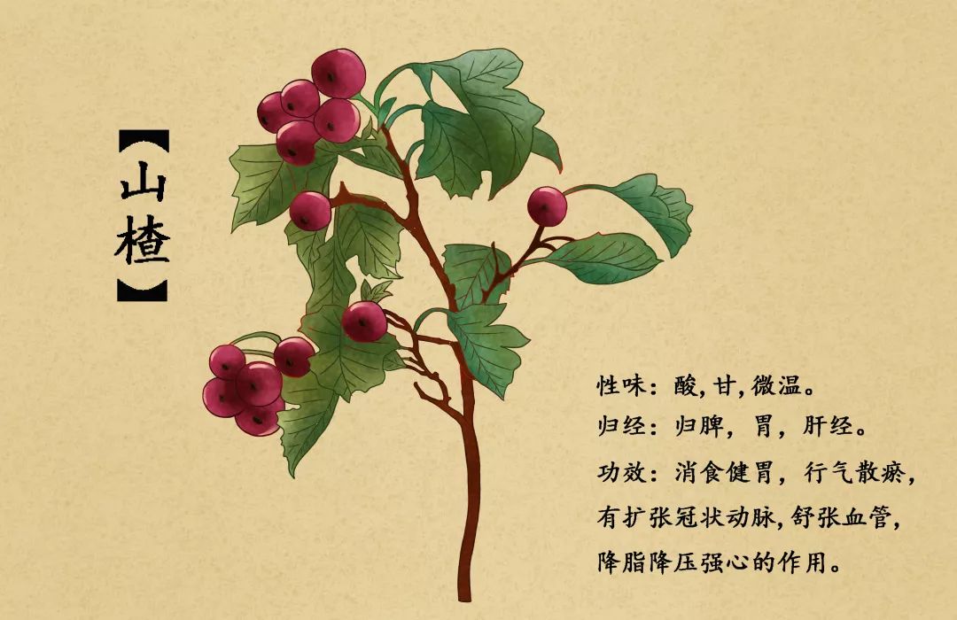 既是食也是药的山楂在国外成了神药