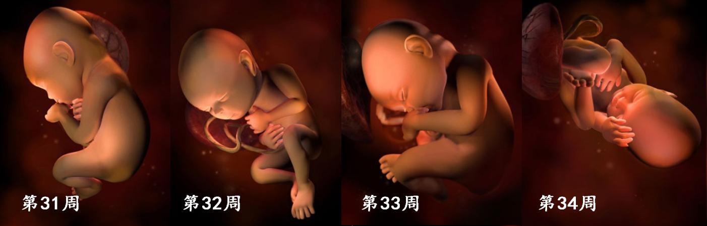 胎儿在子宫里是怎么发育的?9组图片了解全过程,原来胎宝不孤单