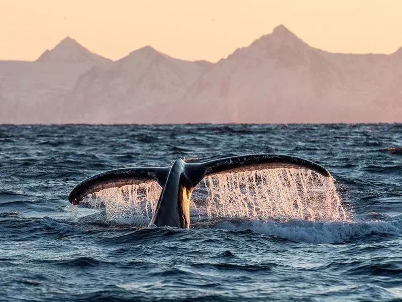 乐夫特设计圈鲸之尾thewhale