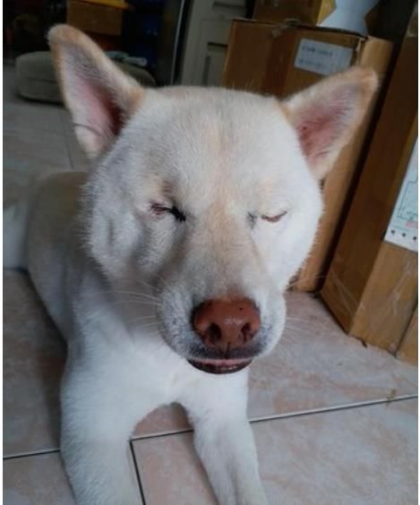 主人以为自己忘记冲马桶!才发现是全盲老柴神准如厕