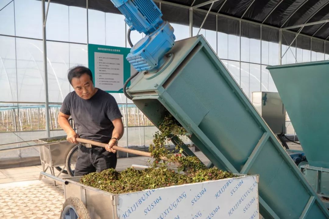 优秀张江镇用这招处理蔬菜废弃物可以说是很赞了