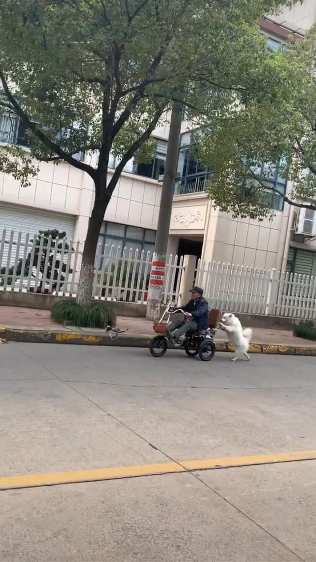 大爷坐在车上狗在后面推着画面温馨网友狗是人最好的伙伴