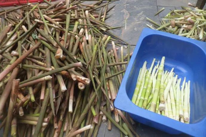 产地食材▎九华山脚下的水竹林里有美味的小野笋