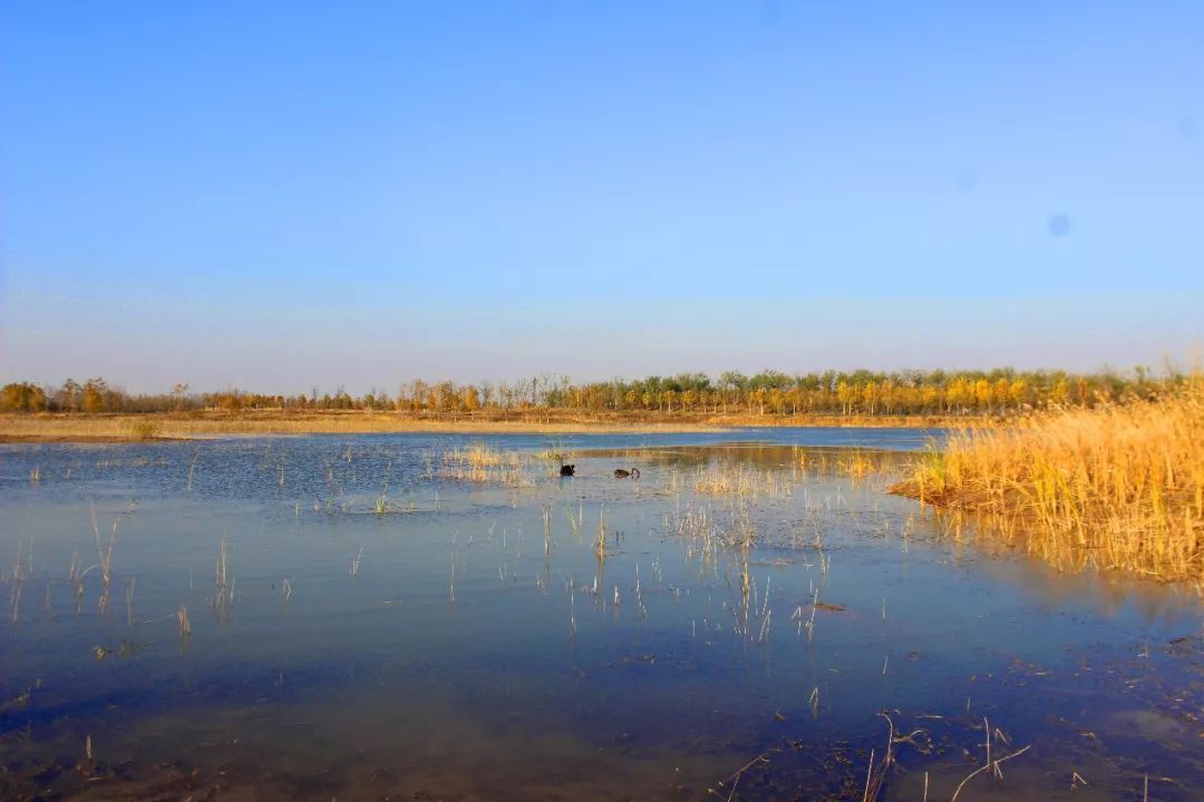 这个地方就是黄河水乡国家湿地公园