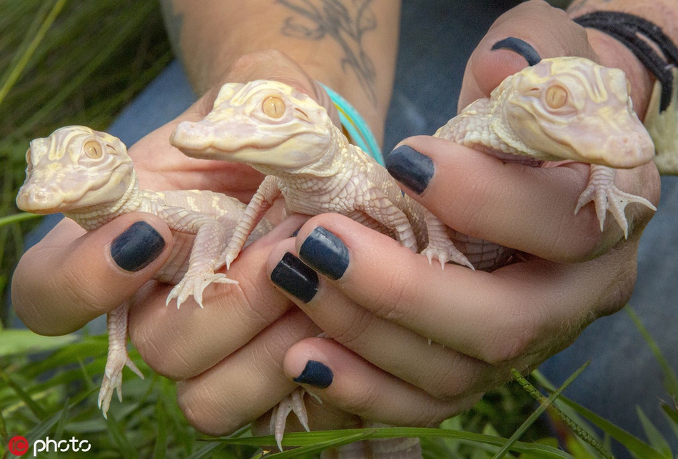 美国一公园集齐三只白化短吻鳄 占全世界总量1/4