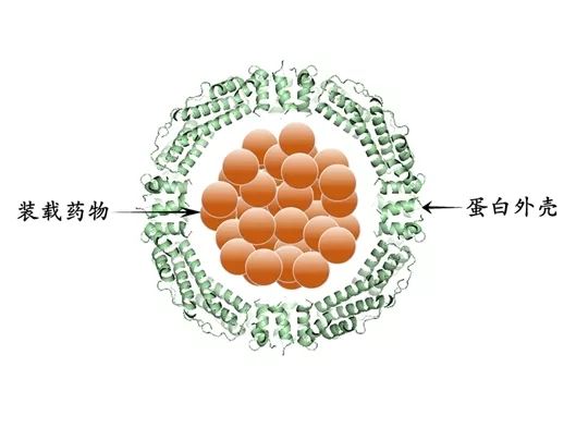 中国科学家首次提出铁蛋白药物载体