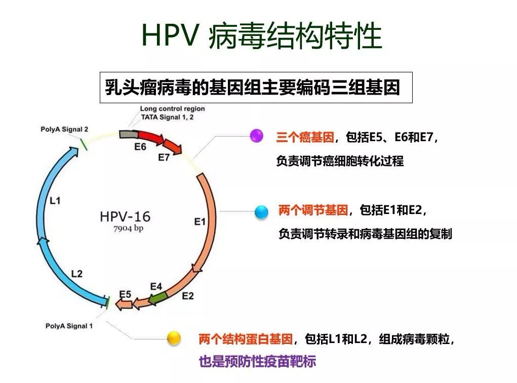 人乳头瘤病毒结构图图片