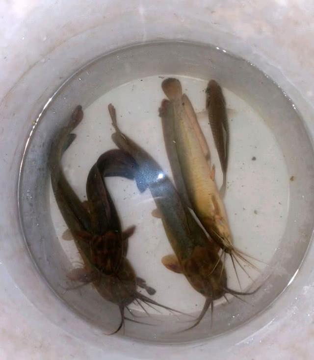 从最早的老鬼,天元,化氏,九丸,到现在的赤鬼,小小鲫瓜,卓立特,神居