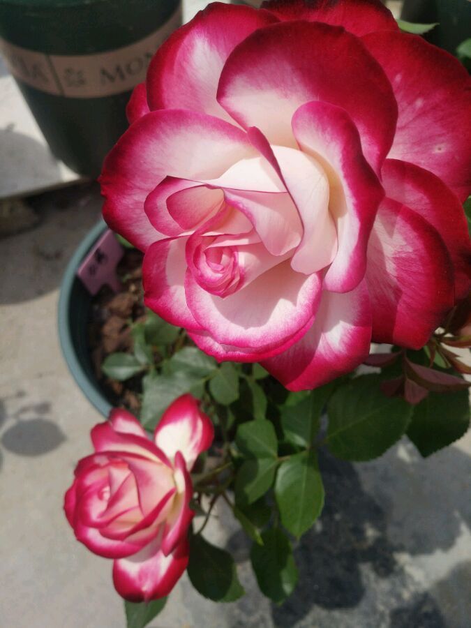 原创喜欢玫瑰就养盆高档品种珍珠雪山花色内敛深沉舞魅高贵